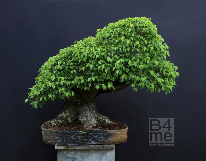 elm bonsai